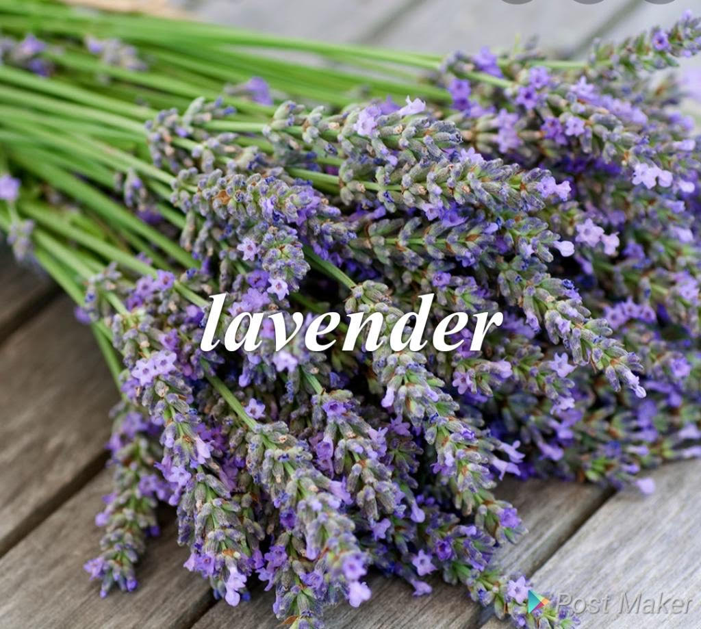 Lavender After Shower Body Souffle'